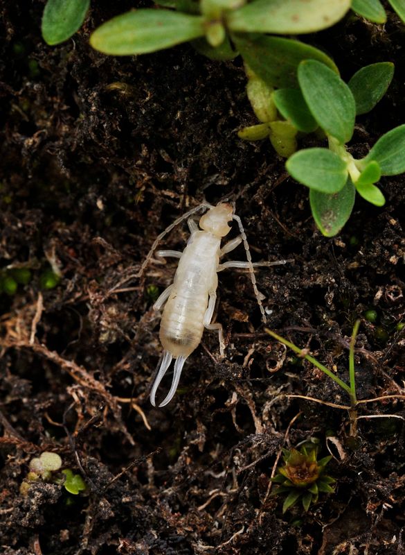 earwig species.jpg