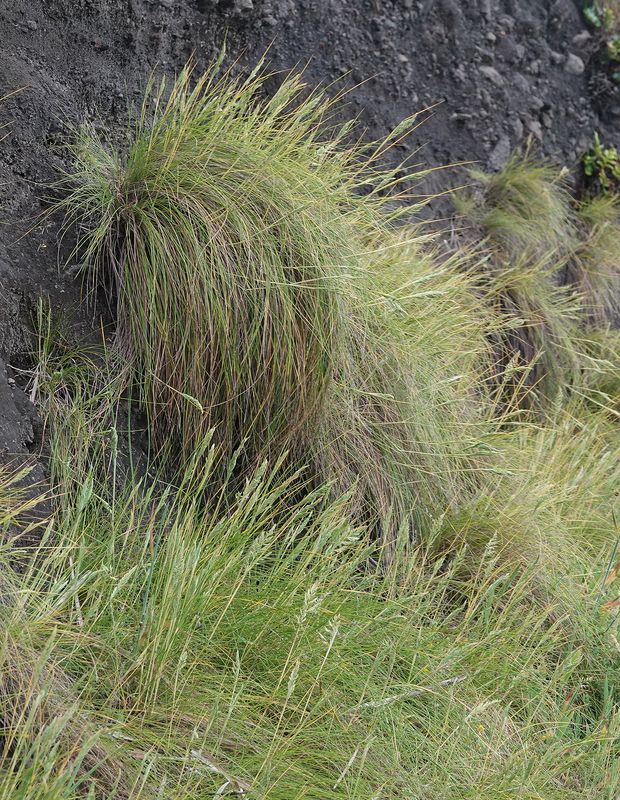 Festuca petraea.2.jpg