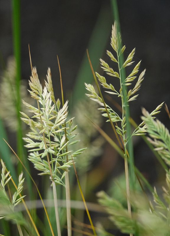 Festuca petraea.5.jpg