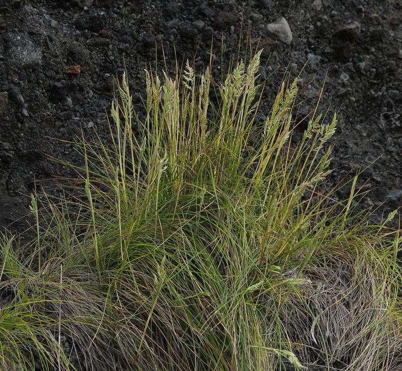 Festuca petraea.6.jpg