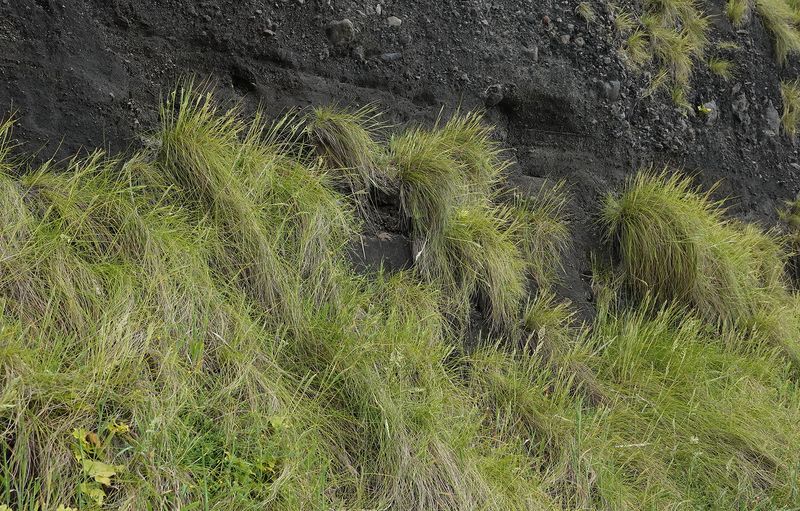 Festuca petraea.7.jpg