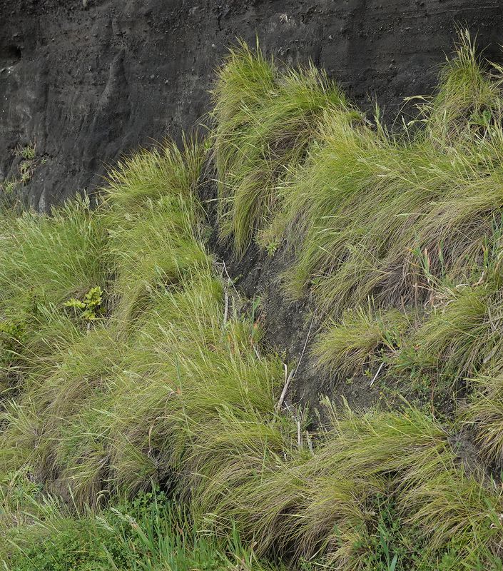 Festuca petraea.10.jpg