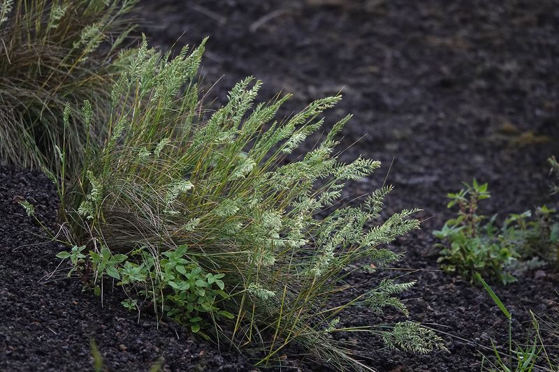 Festuca petraea.12.jpg