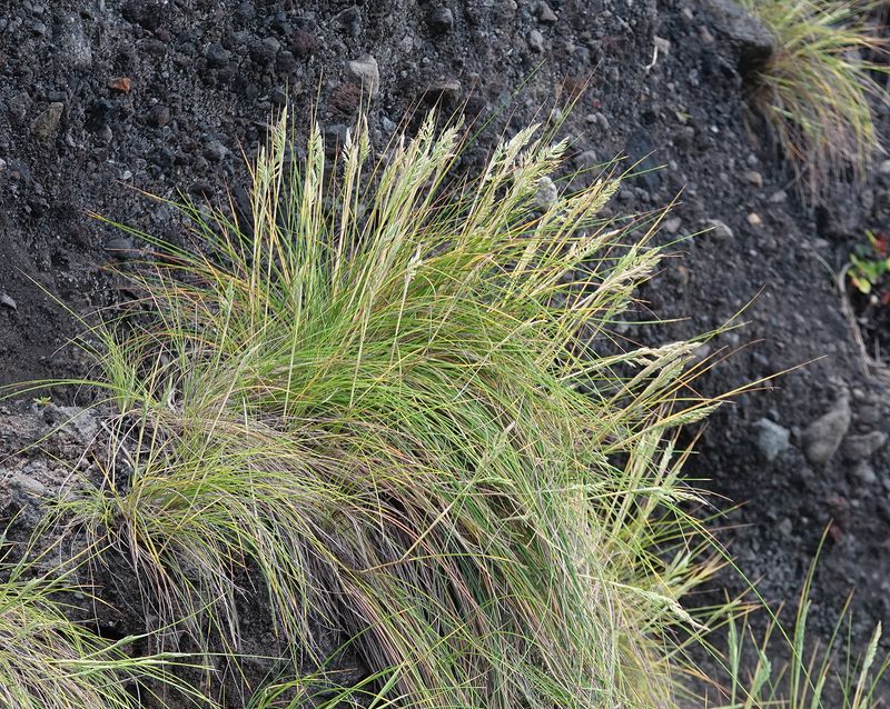 Festuca petraea.jpg