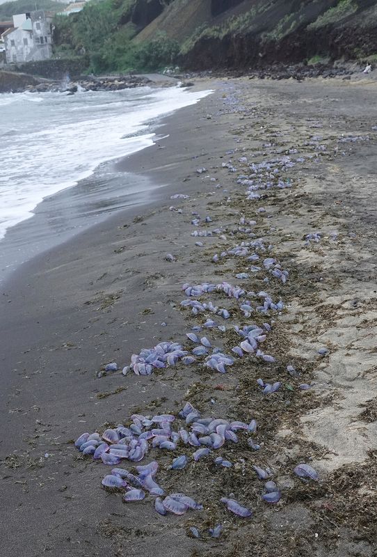 Physalia physalis. Washed ashore.jpg