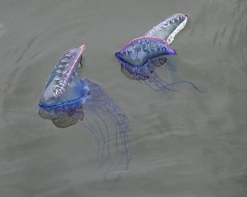 Physalia physalis.4.jpg