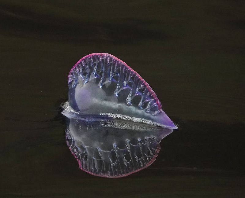 Physalia physalis.6.jpg