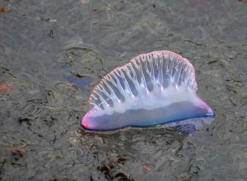 Physalia physalis.jpg