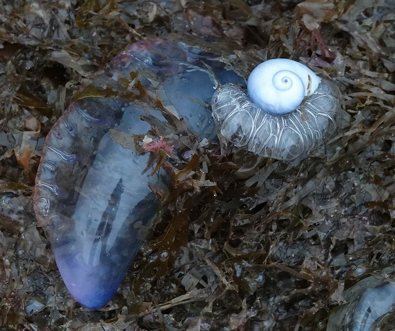 snail.jpg