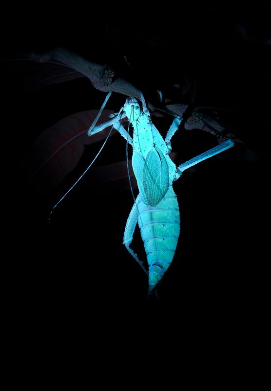 Heteropteryx dilatata. small.jpg