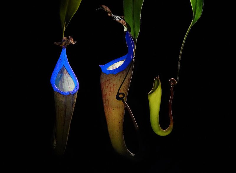 Nepenthes maxima UV small.jpg