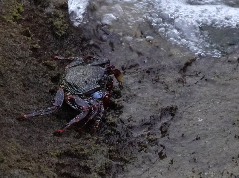 Grapsus adscensionis.2.jpg