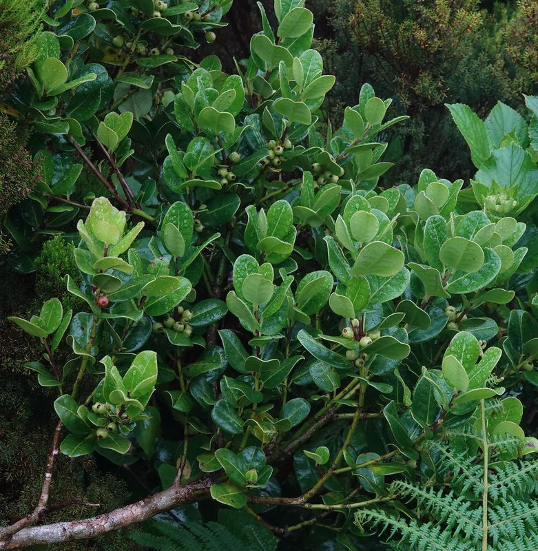 Ilex perado subsp. azorica. 2.jpg