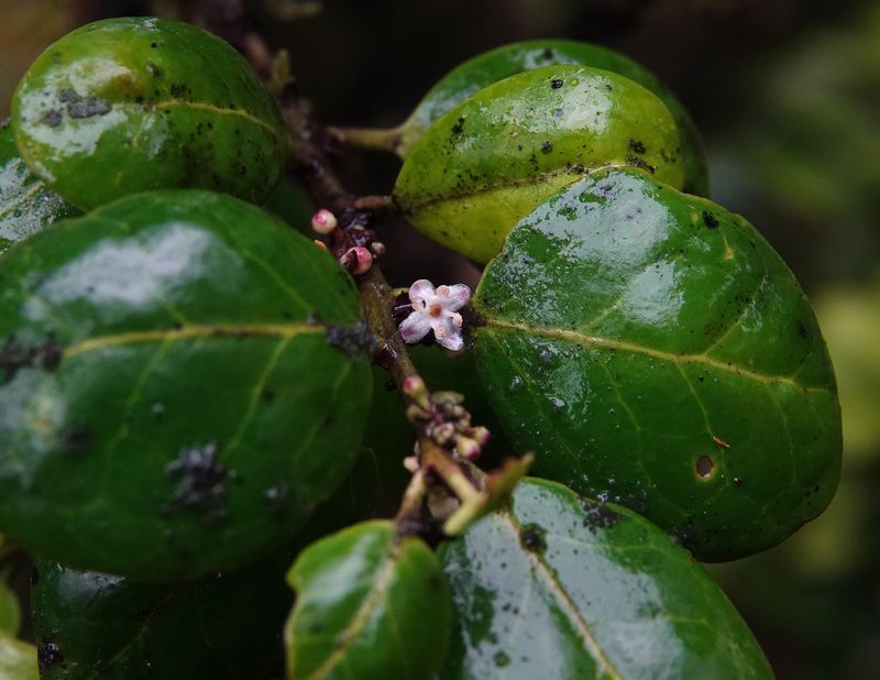 Ilex perado subsp. azorica. Closer.2.jpg