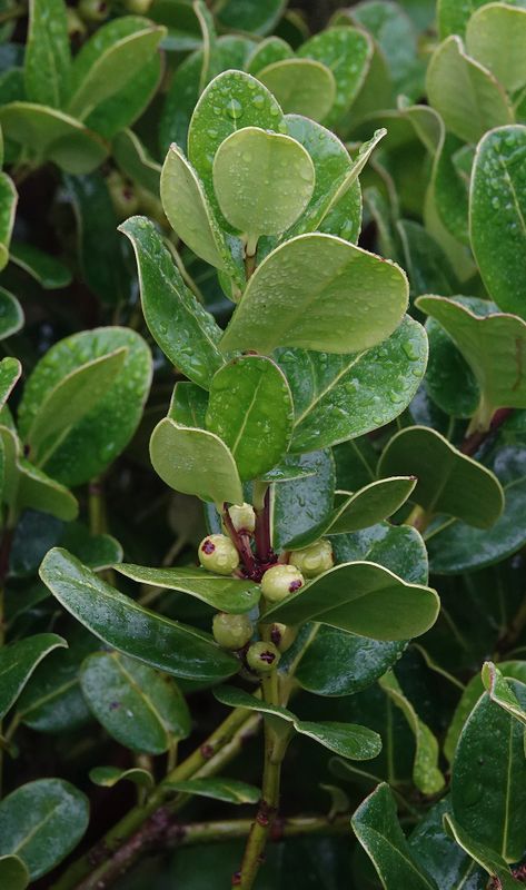 Ilex perado subsp. azorica. Closer.3.jpg