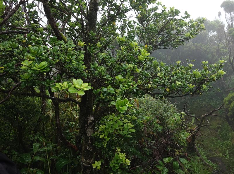 Ilex perado subsp. azorica.jpg