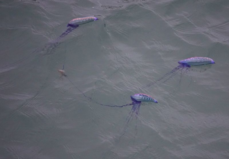 Physalia physalis.jpg