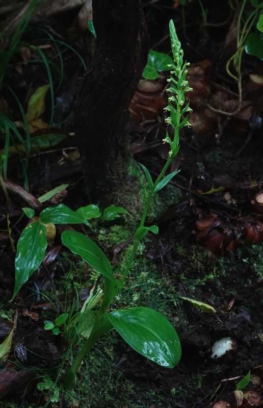 Platanthera micrantha.2.jpg