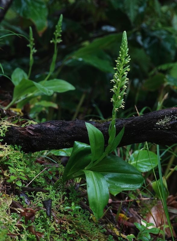 Platanthera micrantha.jpg
