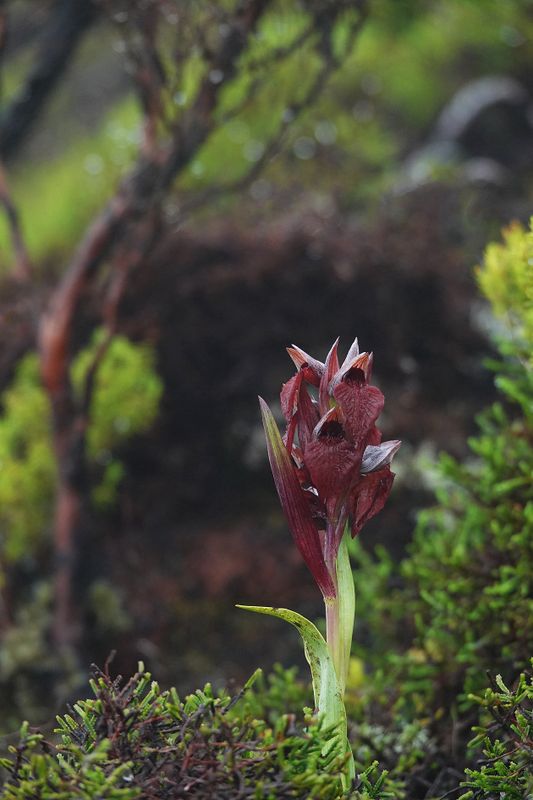 Serapias cordigera.2.jpg