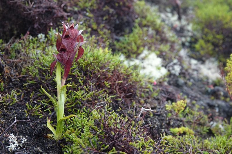 Serapias cordigera.4.jpg