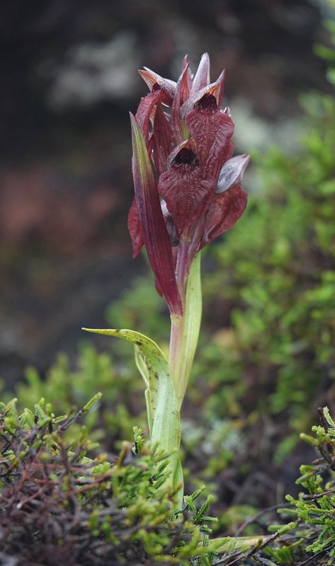 Serapias cordigera.jpg