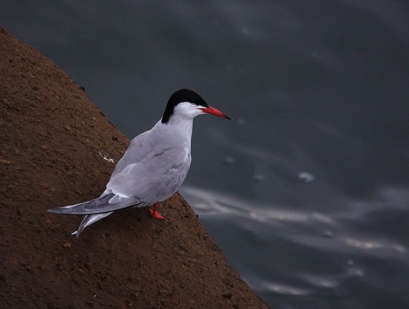 Sterna hirundo.jpg