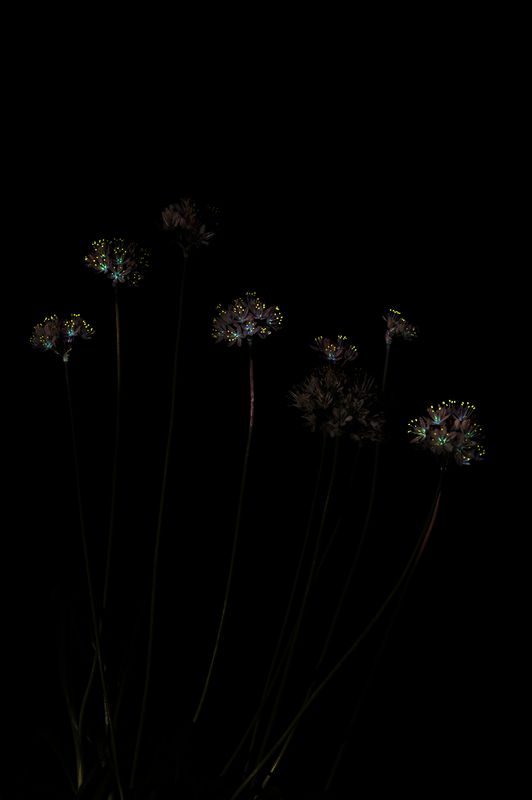 small Allium canariense.d.jpg