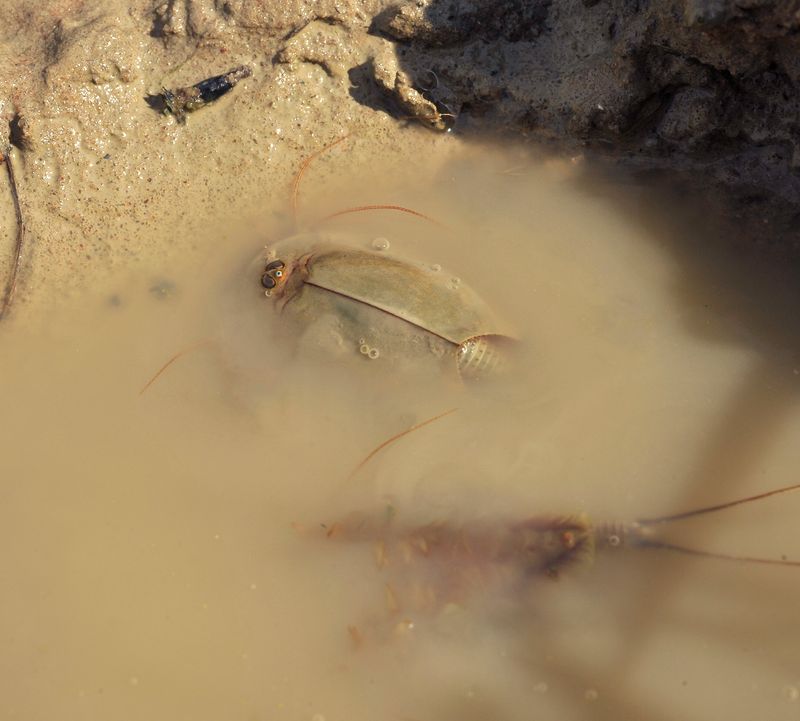 Triops cancriformis.9.jpg
