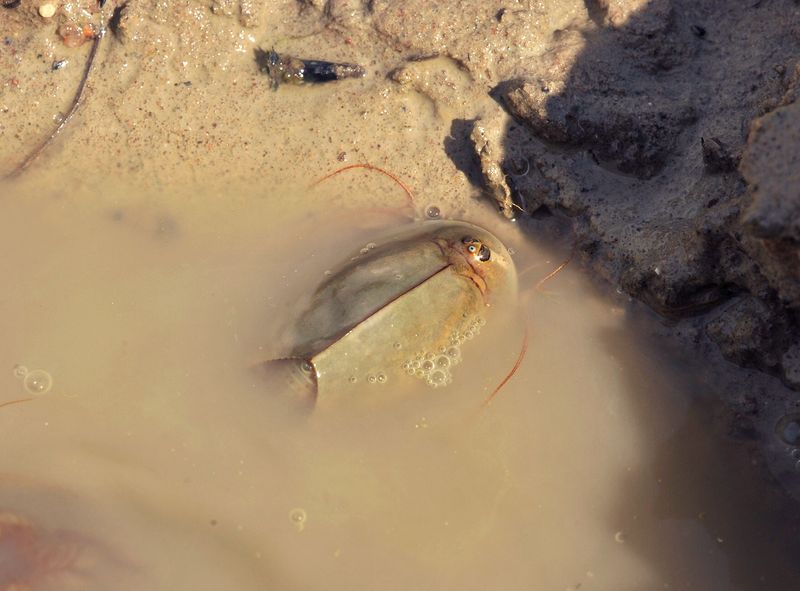 Triops cancriformis.10.jpg
