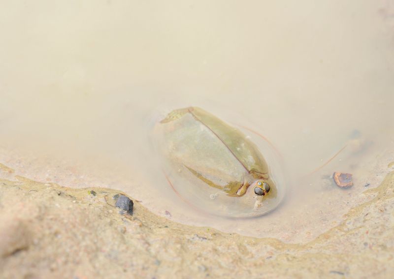 Triops cancriformis.14.jpg