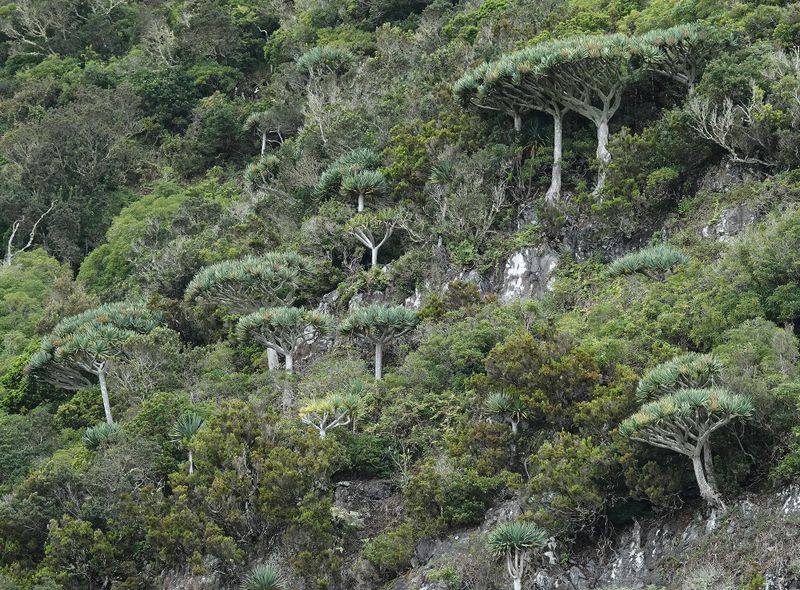 Dracaena draco.7.jpg