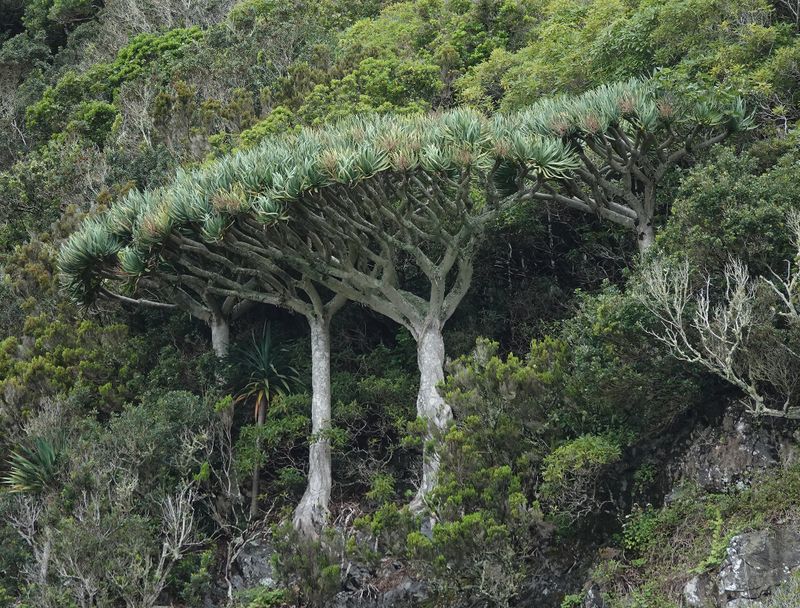 Dracaena draco.8.jpg