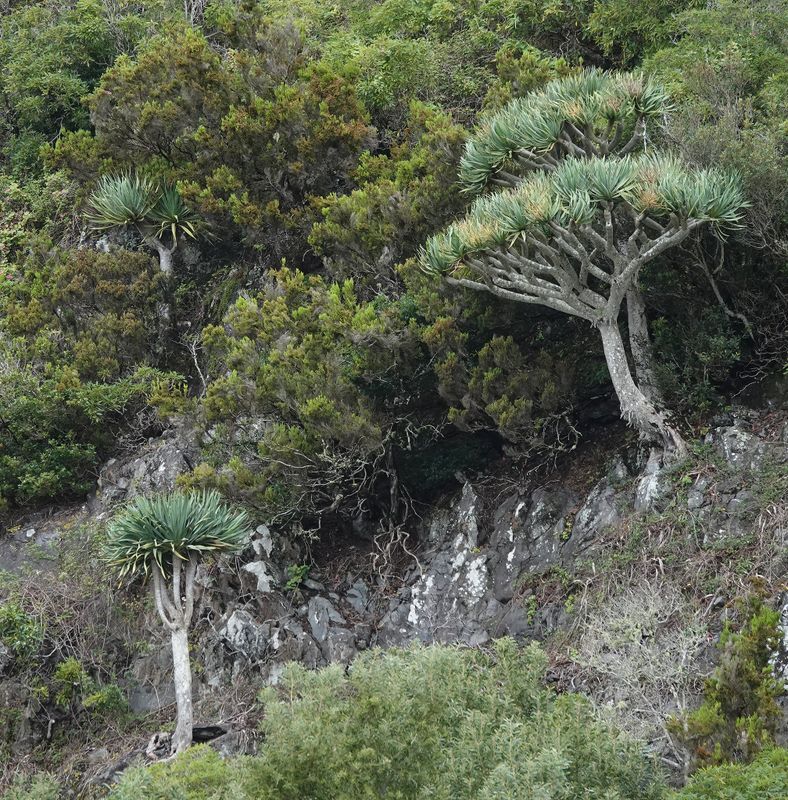 Dracaena draco.10.jpg