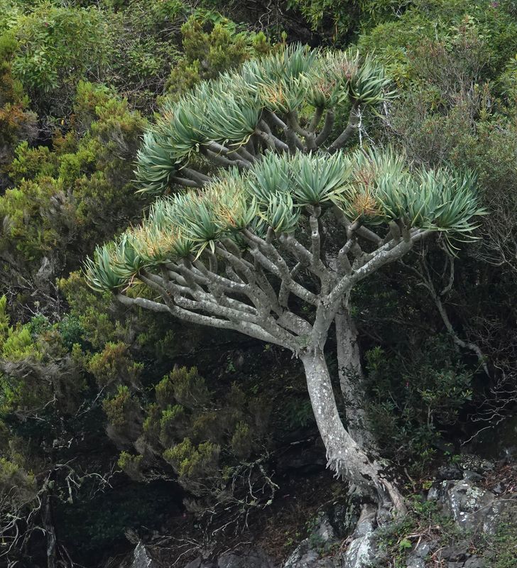 Dracaena draco.11.jpg