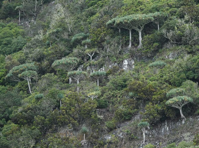 Dracaena draco.12.jpg