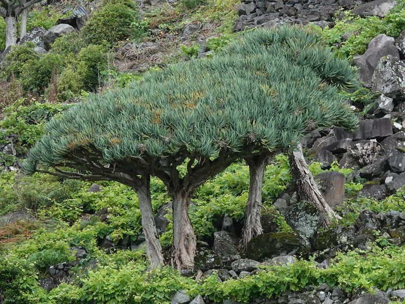 Dracaena draco.13.jpg