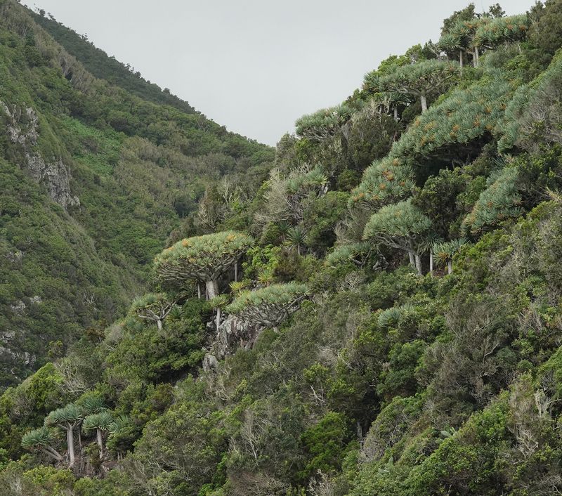 Dracaena draco.15.jpg