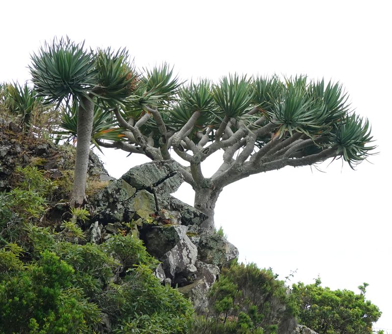 Dracaena draco.17.jpg