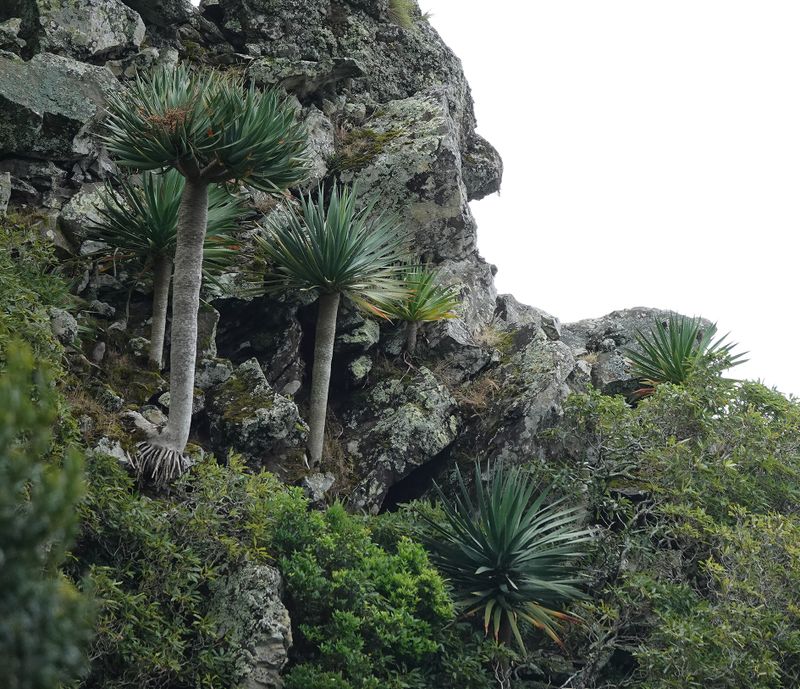 Dracaena draco.19.jpg