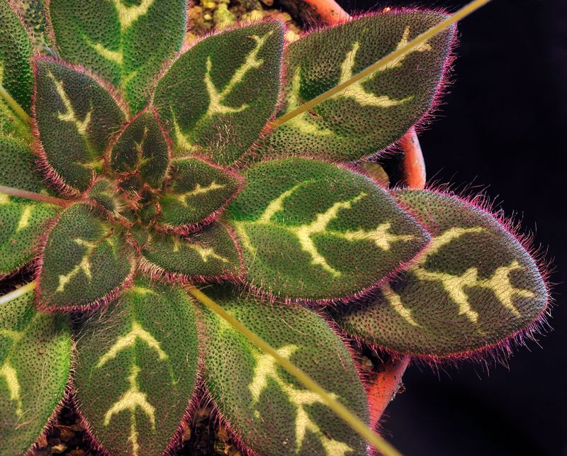 Primulina sinovietnamica. Foliage.jpg