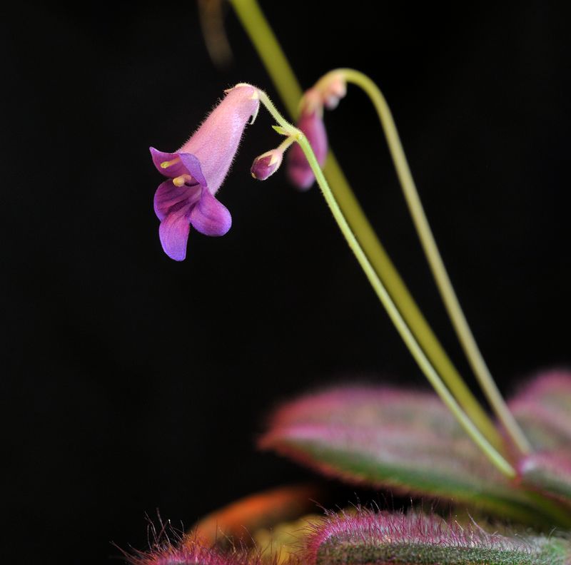 Primulina sinovietnamica.jpg