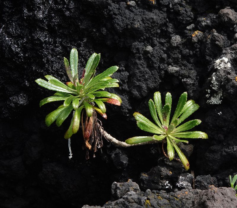 Azorina vidalli.Young plant.jpg