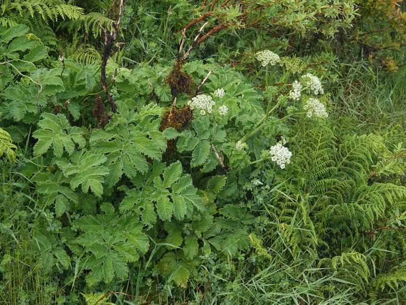 Chaerophyllum azoricum.jpg