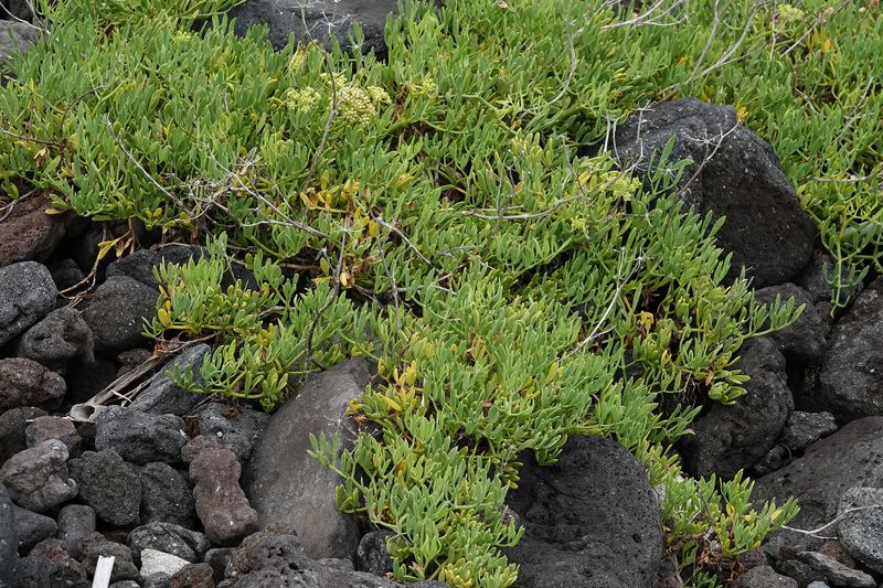 Crithmum maritimum.2.jpg