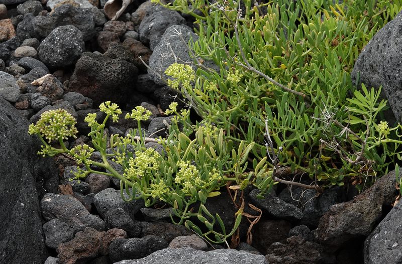 Crithmum maritimum.jpg