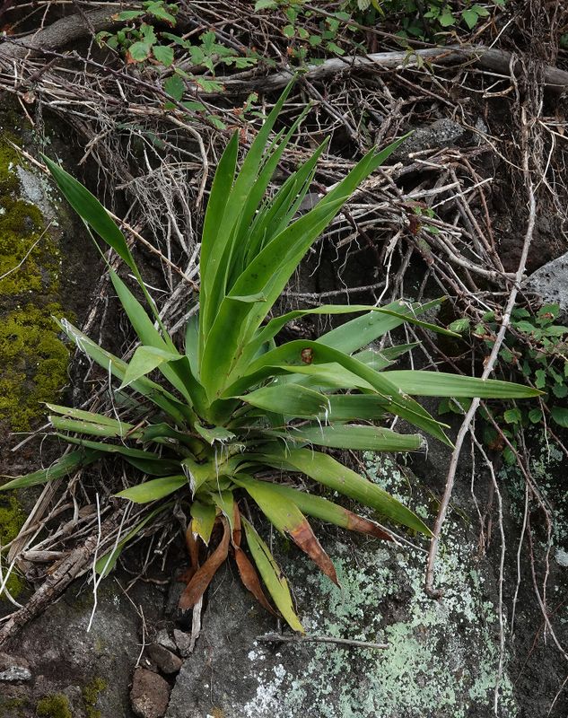 Dracaena draco seedling.jpg