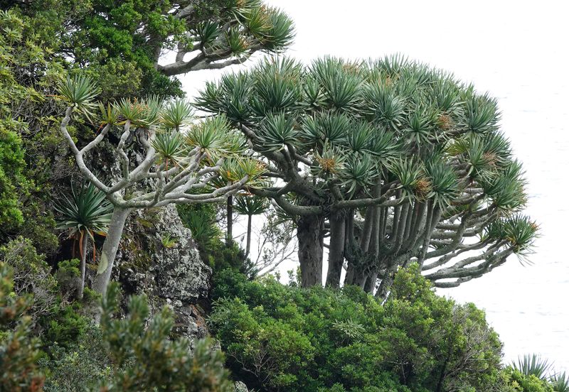 Dracaena draco.21.jpg