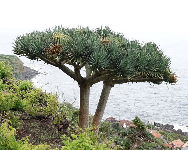 Dracaena draco.26.jpg