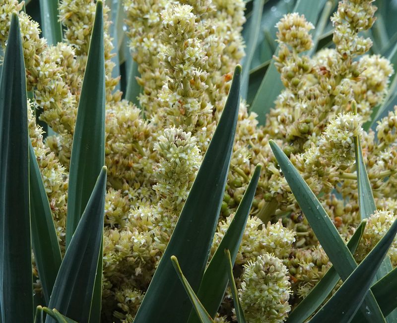 Dracaena draco.Closer.3.jpg